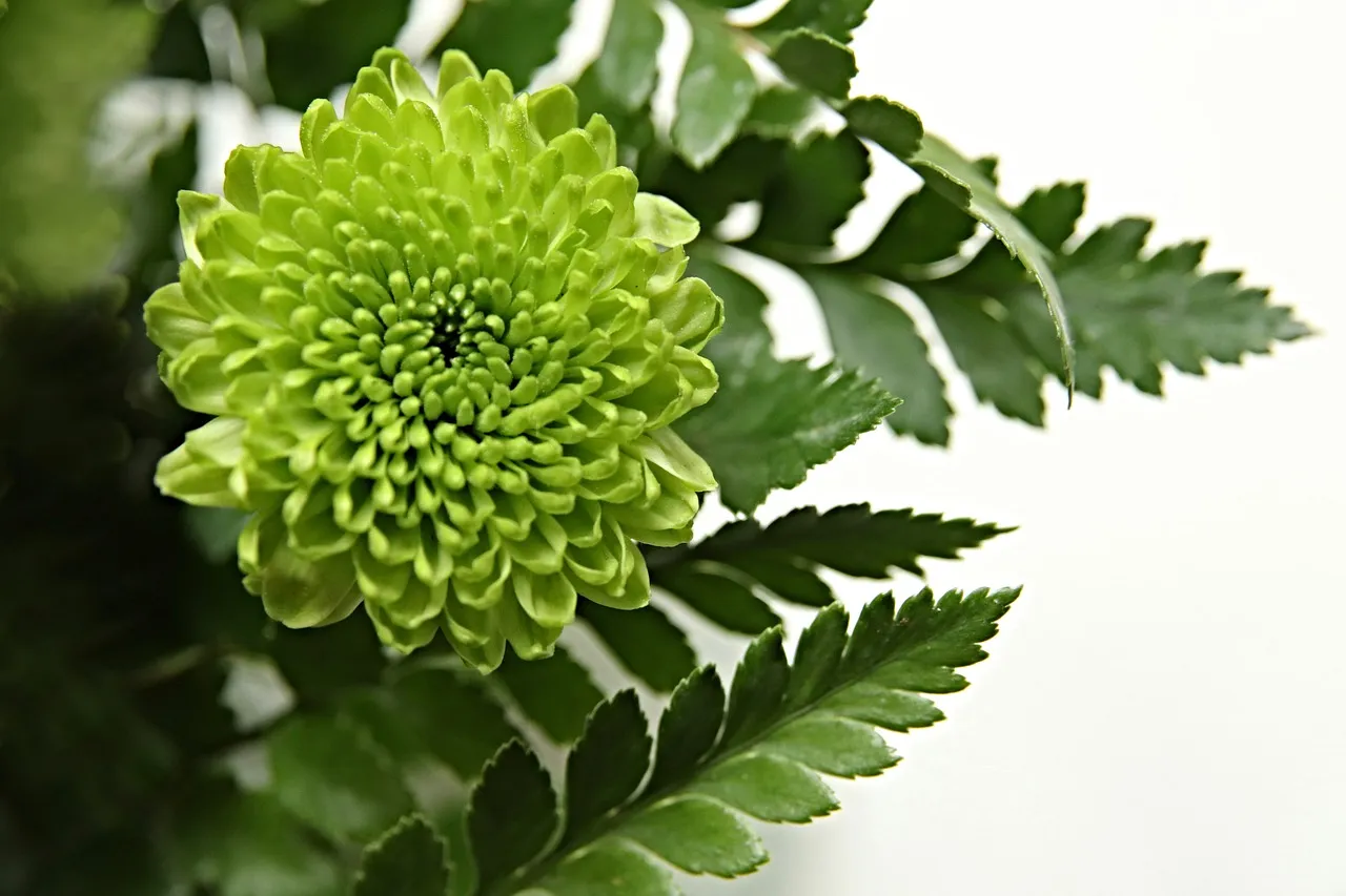 chrysanthemum-4794336_1280