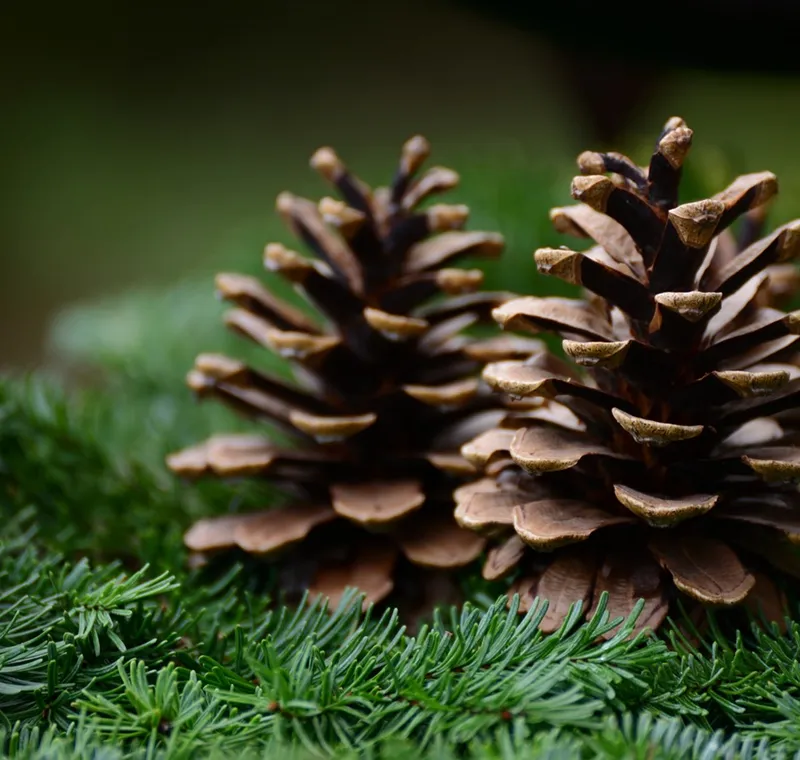 pine-cone-6803226_1280