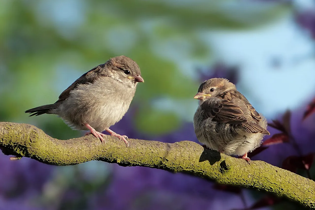 sparrows-3434123_1280