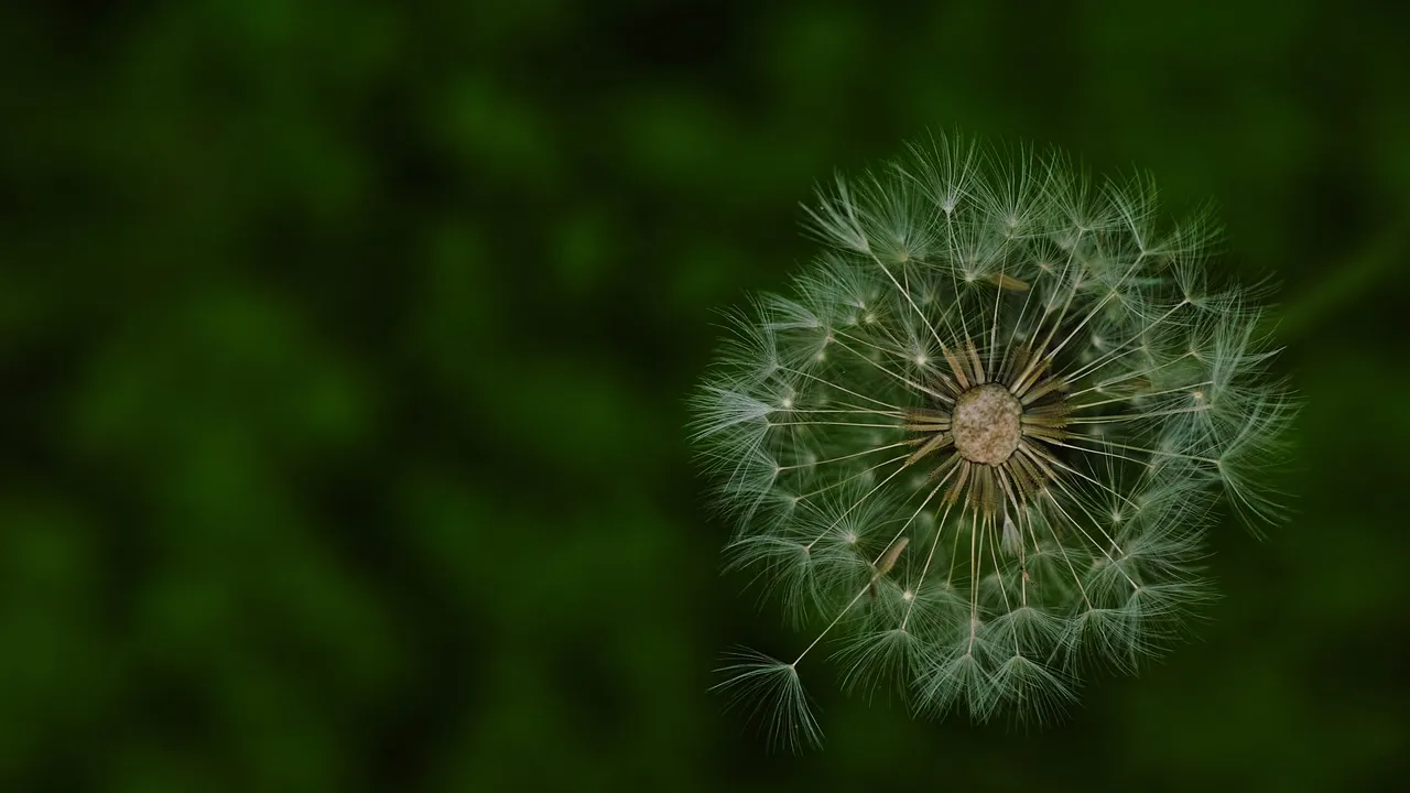 dandelion-944361_1280